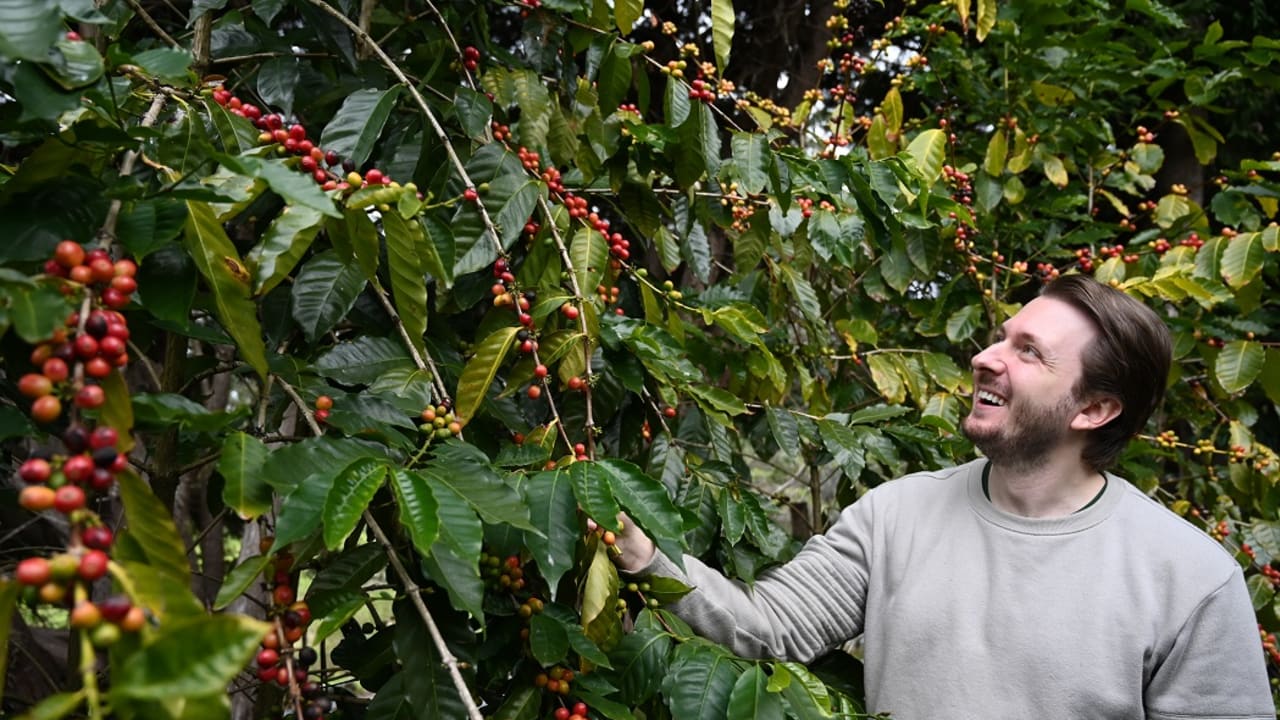 Person smiling while examining coffee plants with ripe cherries in a lush coffee plantation.