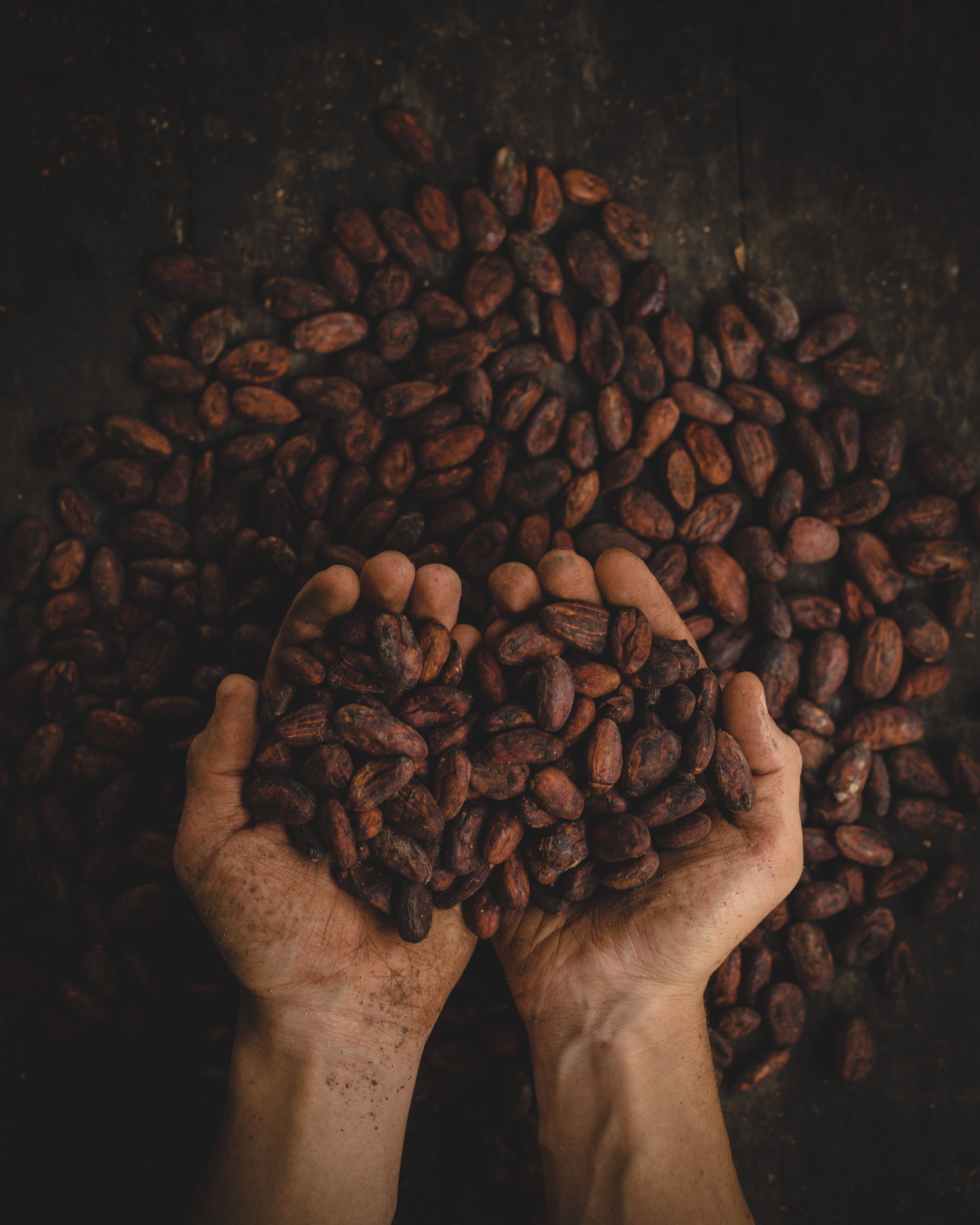 Hands holding cacao beans, showcasing the raw ingredients for bean-to-bar chocolate crafting.