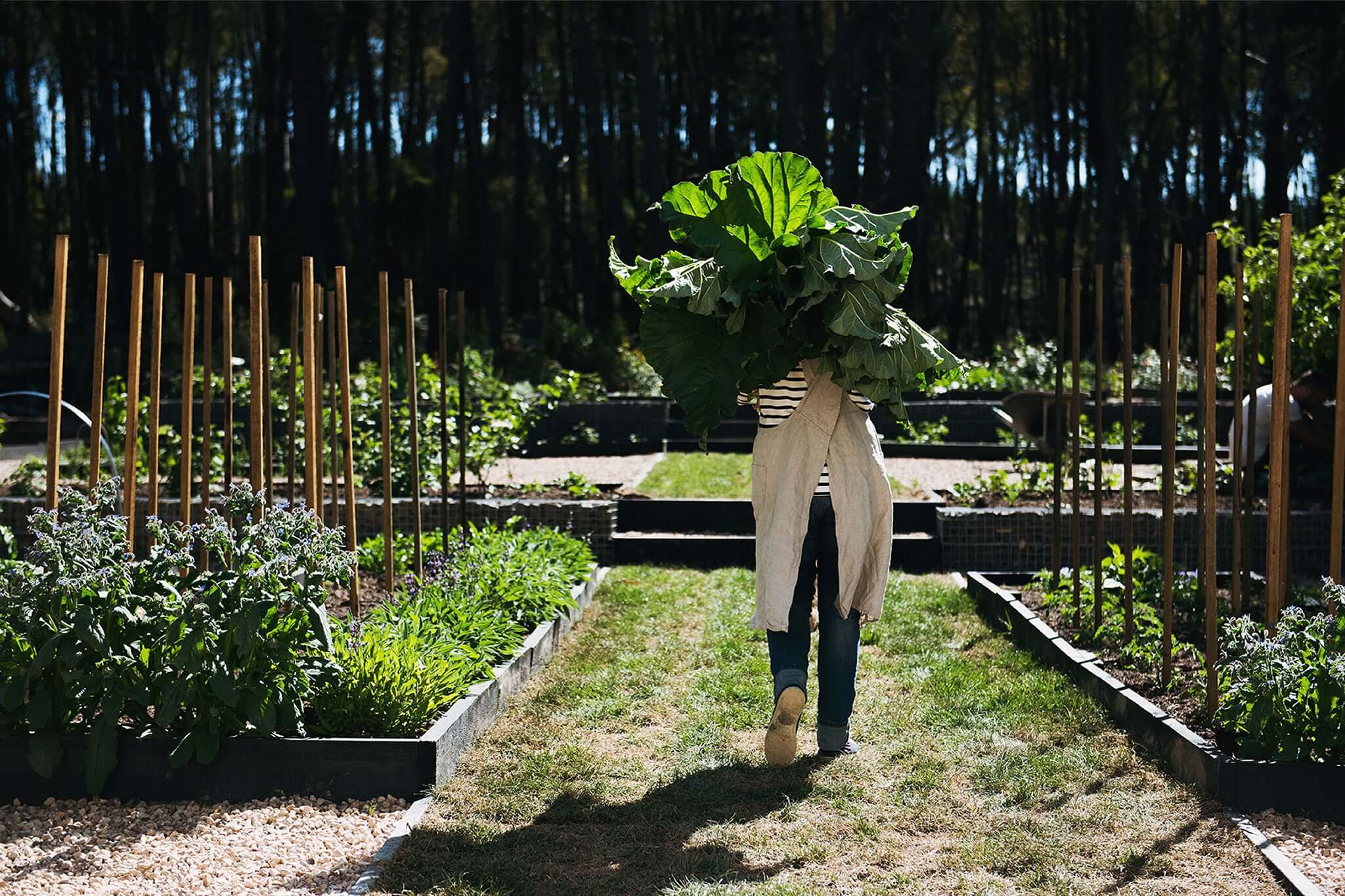 Natasha Morgan carrying large greens through a lush garden with rows of plants and trees in the background.