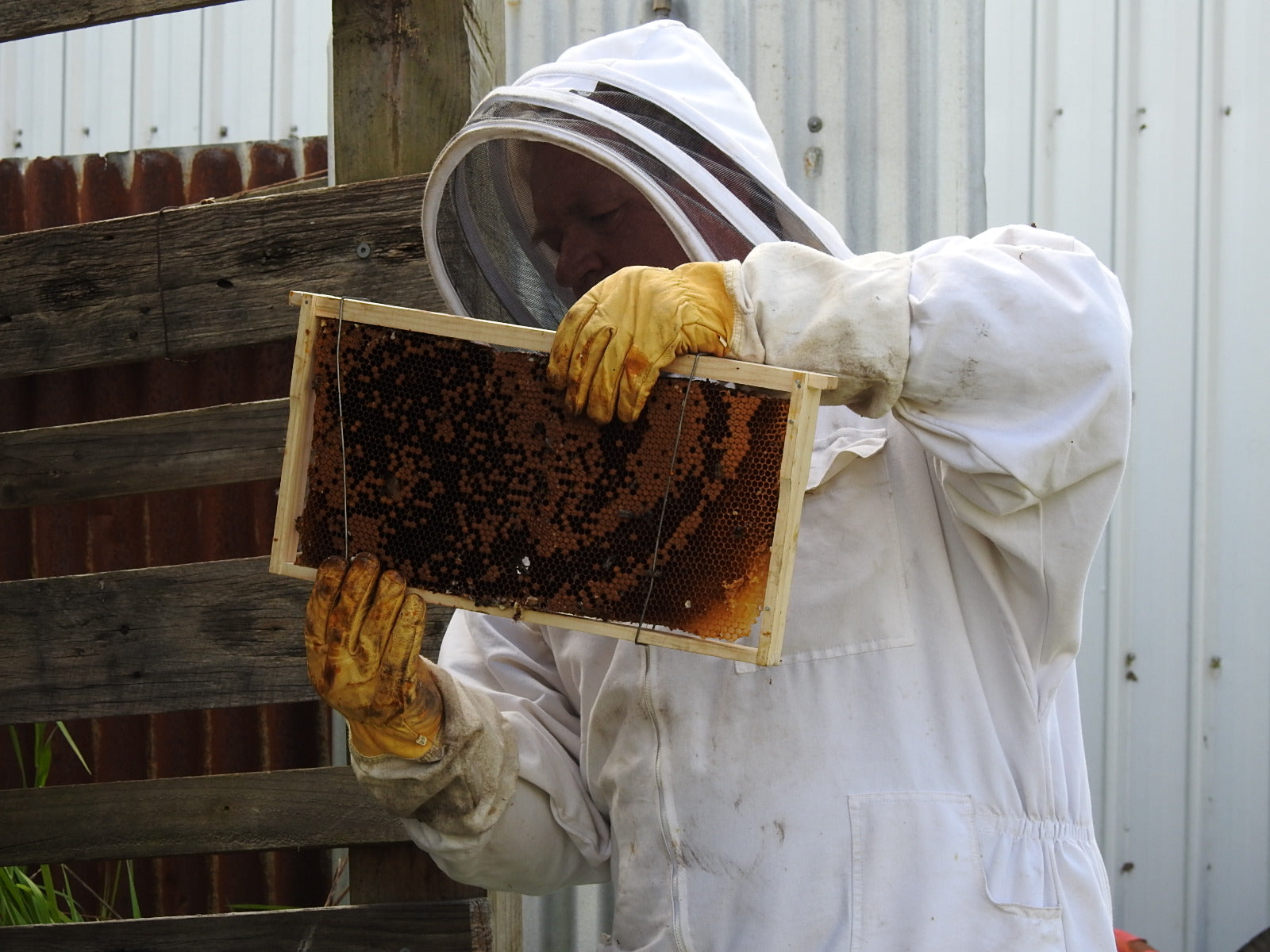 For the Love of Bees: Wild Bush Honey Production and Our Essential Buzzing Allies