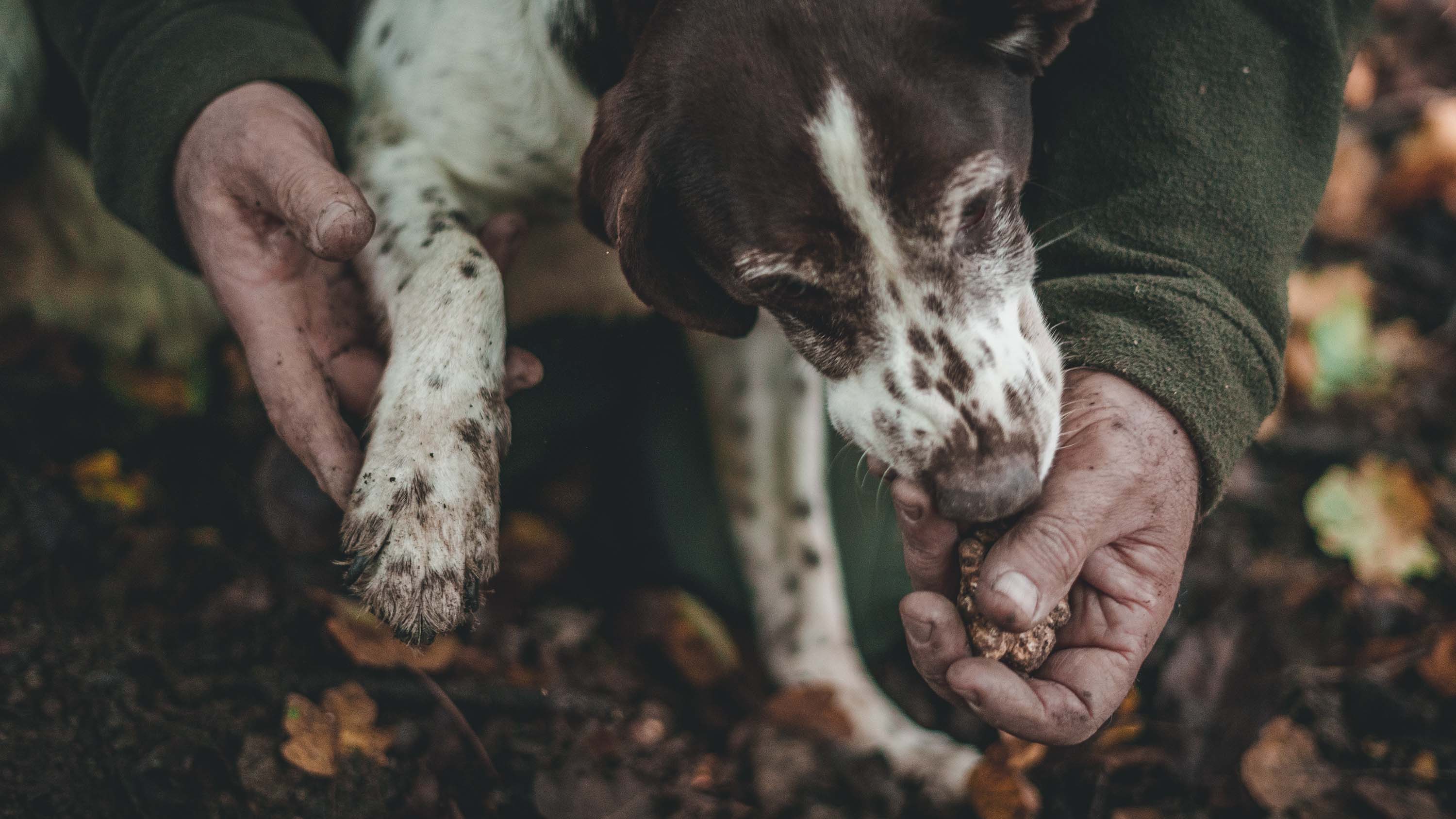 Australia's Truffle Triumph: Unearthing 'Black Gold' and Culinary Magic